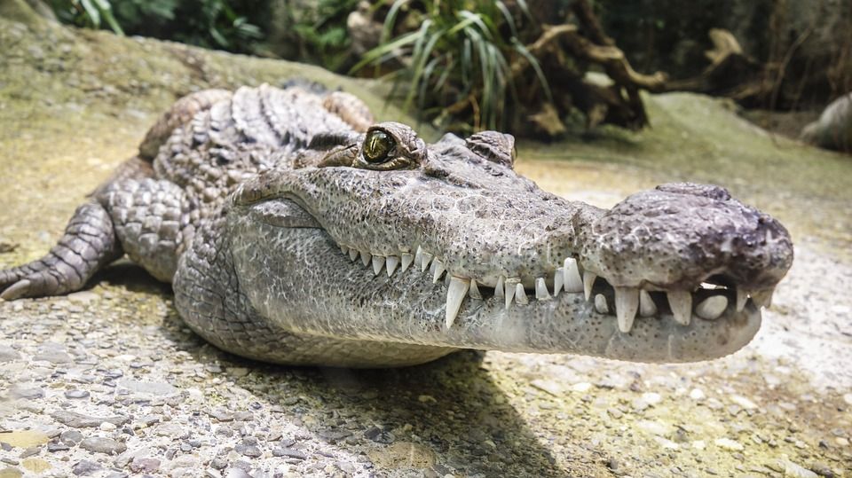 Horrified Father Watches Huge Crocodile Drag 15 Year Old Son Under