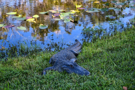 A alligator lays on grass near a canal in Everglades National Park, Florida on September 30, 2021