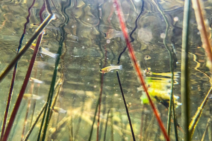Small fish swim near water vegetation under the water in Everglades National Park, Florida -- which is at risk from rising sea levels due to climate change -- on September 30, 2021