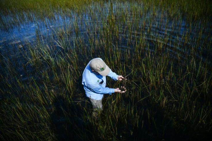 Chief Science Officer of the Everglades Foundation Steve Davis collects weeds and algae from Everglades National Park, Florida on September 30, 2021