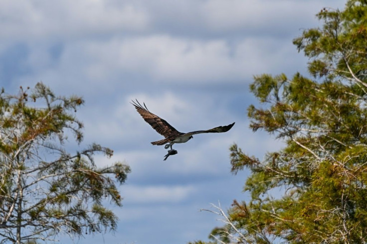 A bird flies holding its kill in Everglades National Park, Florida on September 30, 2021 as the largets wetland in the United States faces myriad threats from climate change