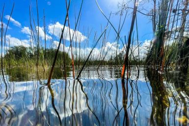Water vegetation is seen growing up over the water in Everglades National Park, Florida on September 30, 2021