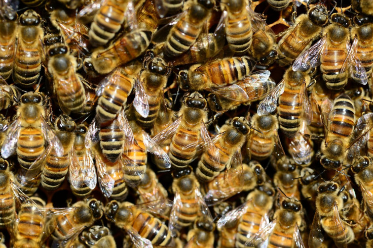 bees-292132_1920