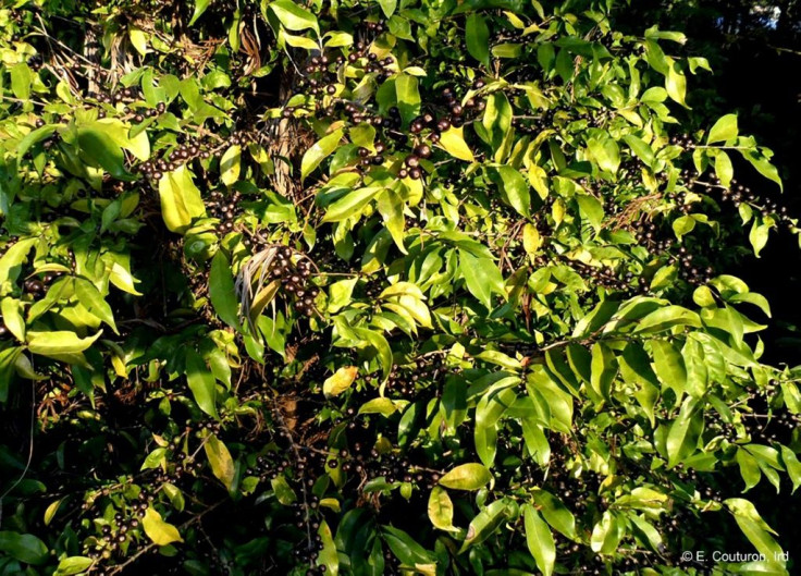 To reintroduce genetic plant diversity scientists are looking for the ancient ancestors of domesticated crops