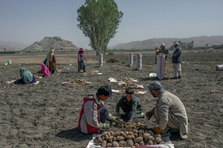 Some Bamiyan families are surviving by working on potato farms