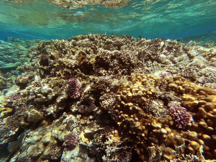 The Red Sea is home to some 209 different types of coral reefs, according to Egypt's environment ministry