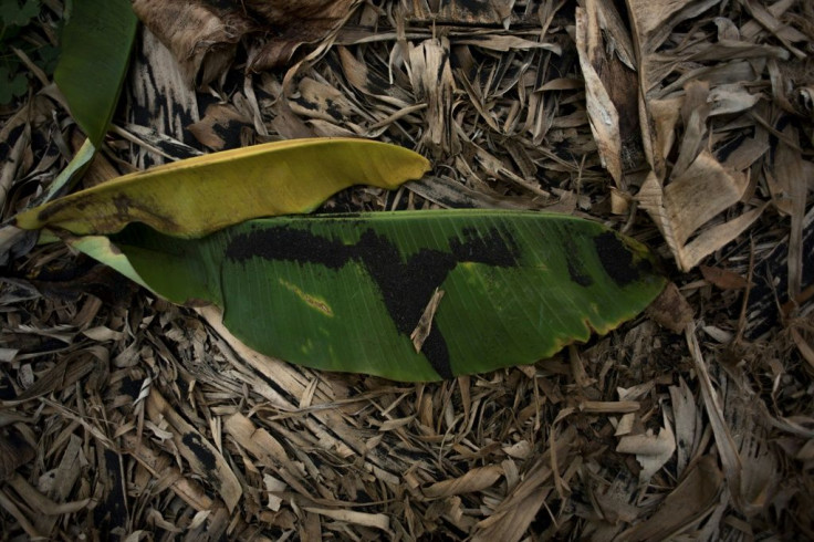 Once the black ash lands on the bananas, it is almost impossible to remove