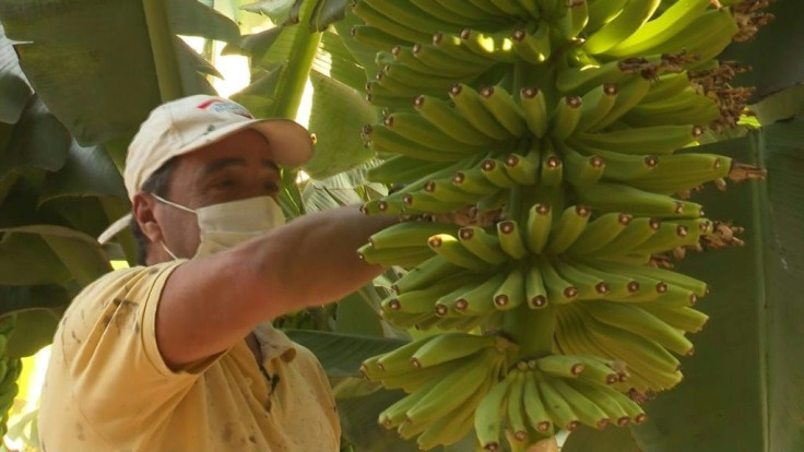 Water shortages and volcanic ash are making life tough for banana farmers on the island of La Palma, where life has been heavily disrupted since the La Cumbre Vieja volcano began erupting in September.