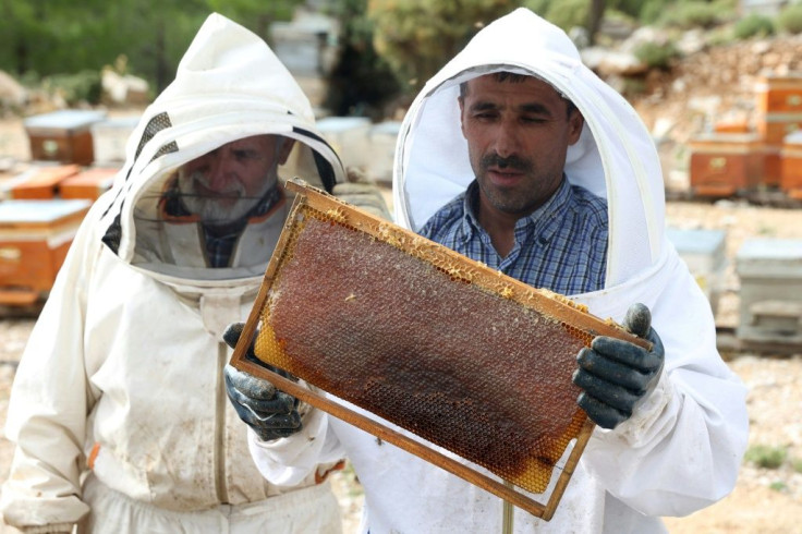 Turkish beekeepers Fehmi Alti, (R) and his father Mustafa are now scrambling to get extra work