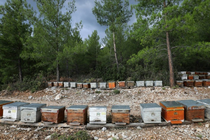 Mugla is home to around 3.5 million of Turkey's eight million bees