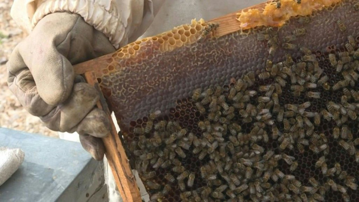 Beekeepers Mustafa Alti and his son Fehmi were kept busy tending to their hives before wildfires tore through a bucolic region of Turkey that makes most of the world's prized pine honey. Now the Altis and generations of other honey farmers in Turkey's Aeg