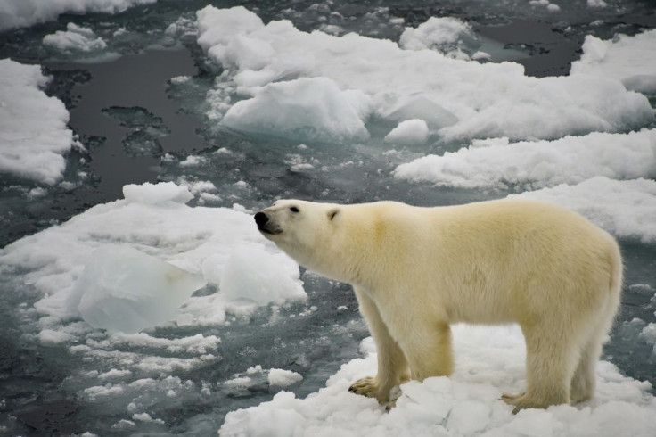 Around one million animal and plant species are threatened with extinction amid human encroachment on habitats, over-exploitation, pollution, the spread of invasive species, and climate change