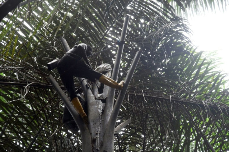 Ovwiroro attaches a container to a cut in the tree trunk to collect the sap, which is sweet and non-alcoholic in its unfermented state