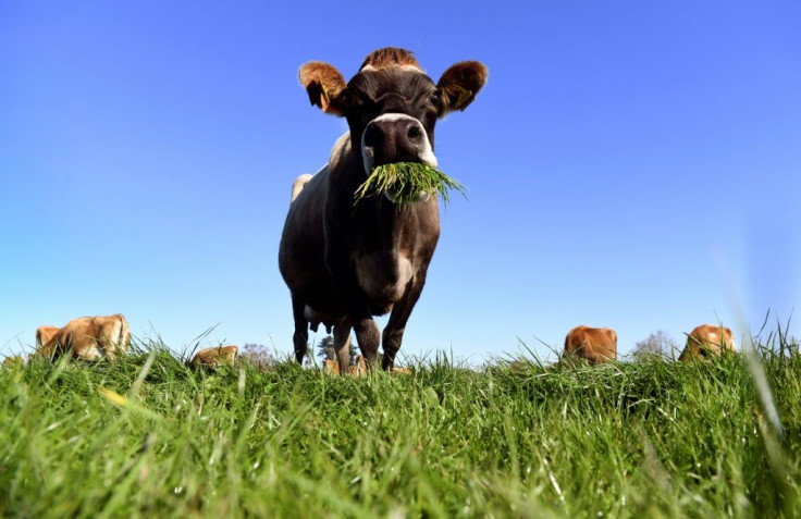New Zealand's new carbon-cutting climate plans have been slammed by environmental groups for not doing enough on emissions from agriculture