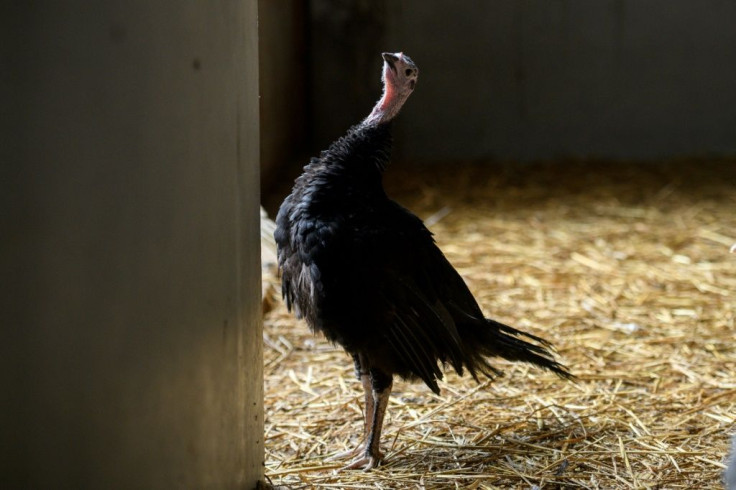 Farmers have had few, if any, responses to their ads for seasonal workers