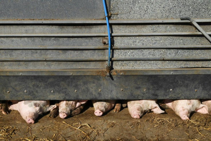 Pig farmers say they will be forced to cull their livestock because of a lack of butchers and abbatoir workers