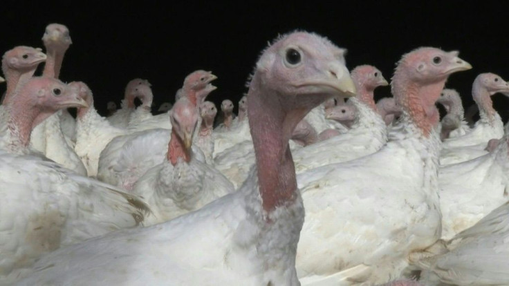 Flower Farm, nestled in the countryside of southern England, faces turmoil this winter as it contends with worker shortages that will leave it struggling to meet its Turkey orders this Christmas.