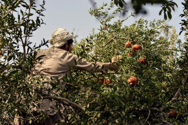 This pomegranate season comes as Afghanistan finds itself engulfed in multiple crisis following the Taliban takeover