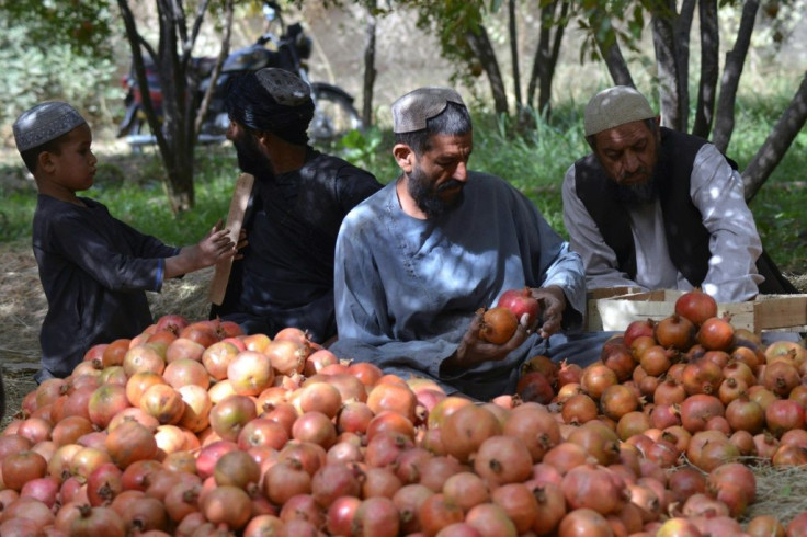 Frequent border issues with Pakistan mean thousands of tonnes of pomegranates are at risk of rotting on trucks