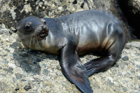 A stranded, malnourished sea lion pup is seen at White Point Park near the port of San Pedro in Los Angeles on April 5, 2013