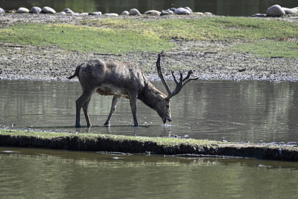 Asian Deer's Comeback Marks Rare China Conservation Success