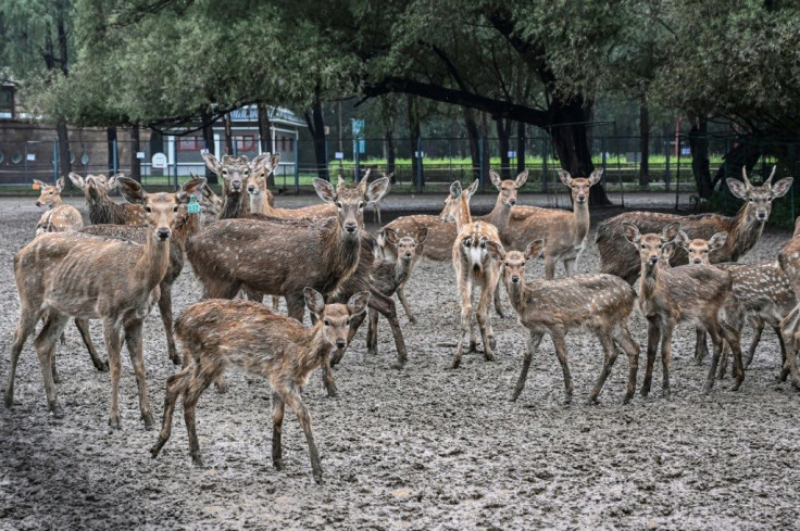 A herd of deer at a conservation park in Beijing