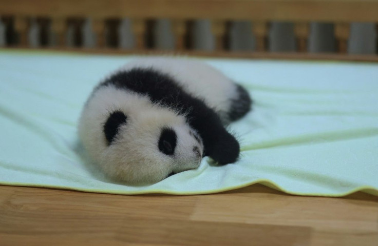 China has made significant strides in protecting its best-known species, such as giant pandas, but critics say it has done worse in safeguarding many other creatures