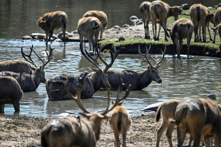 The captive population of Pere David's deer is now about 8,000, according to official figures