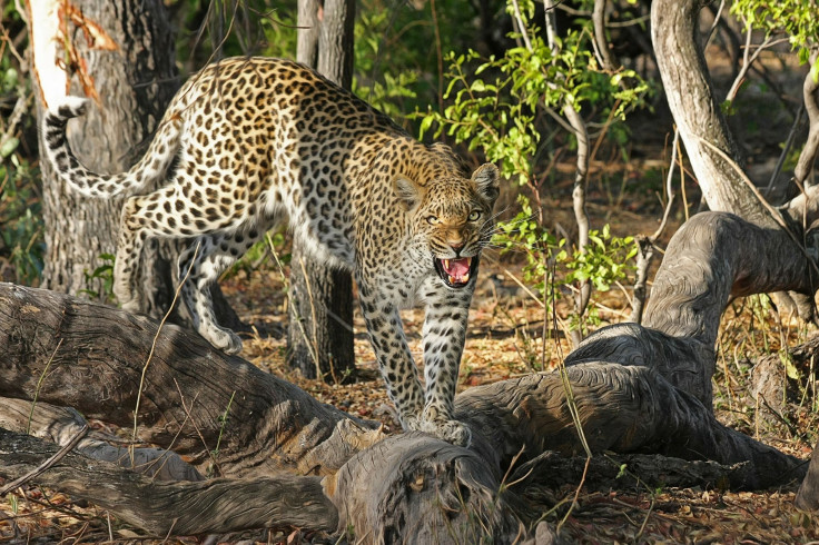 leopard-515510_1920