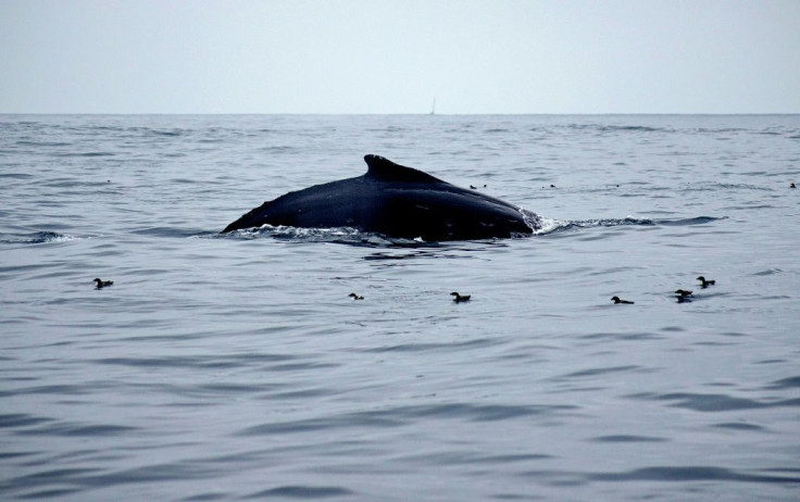A humpback whale is seen off the Chilean coast on October 6, 2021, near the site where environmentalists are opposing a huge mining project