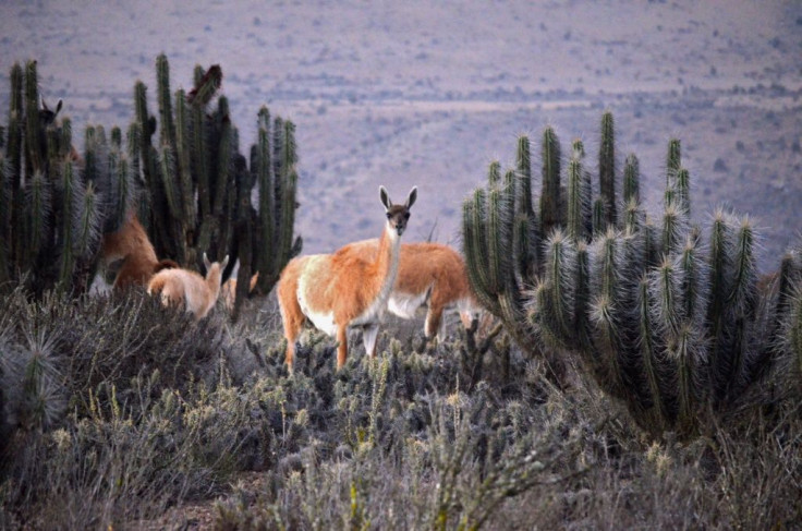 Llama-like guanacos are seen on October 5, 2021 in the area of La Higuera, Chile where eco-activists say the Dominga mining project will endanger several rare species