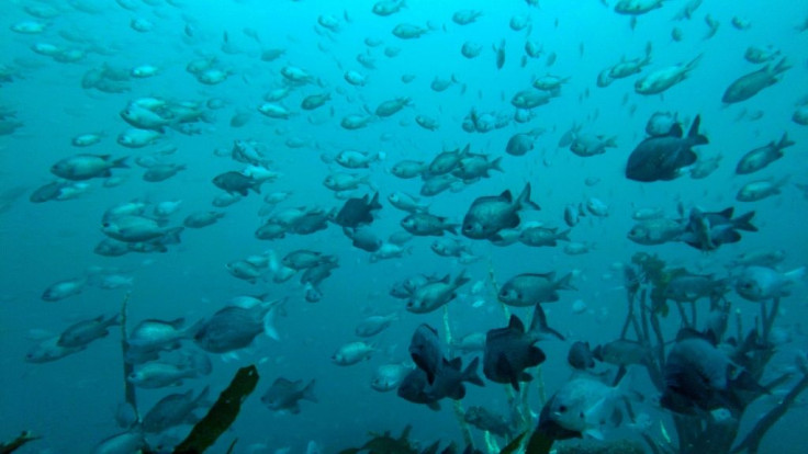 A submarine view of fish in Punta Choros, La Higuera, Chile, on October 7, 2021, in an area where a huge new mining project has raised sharp concerns among environmentalists