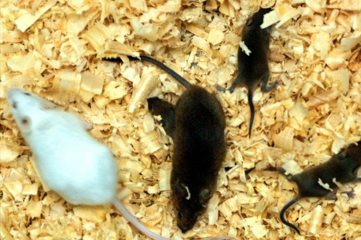 Mice who ate only once a day demonstrated improved metabolism and lived longer
