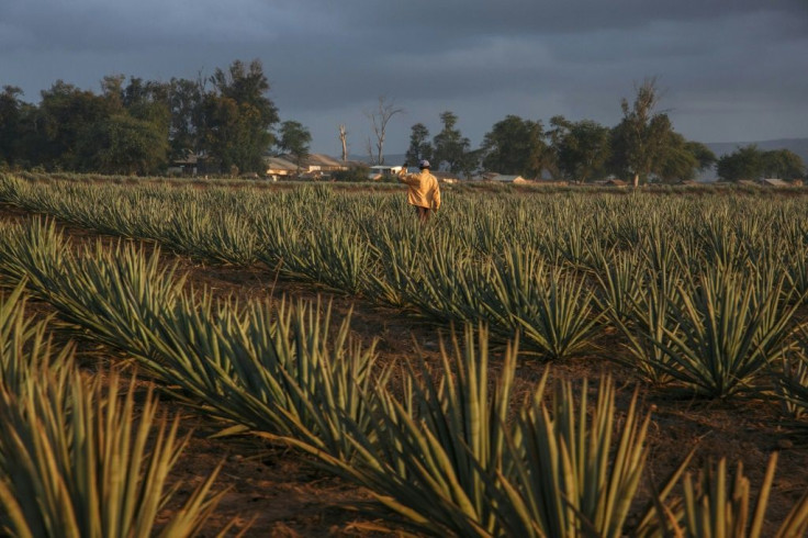 Populations of 134 countries are now at greater threat from wildfires than at any time previously, and millions of farmers and construction workers are losing income because of the rising number of extremely hot days