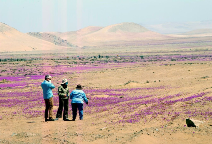 Bright purple and yellow flowers blooming in the Atacama desert as part of the irregular "flowering desert" phenomenon in the north of Chile