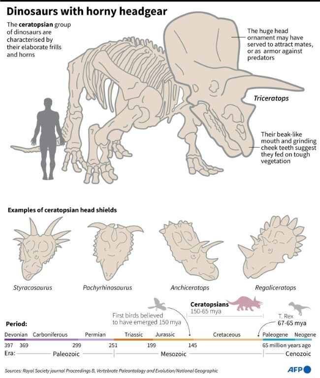 Graphic showing ceratopsian dinosaurs, including triceratops.