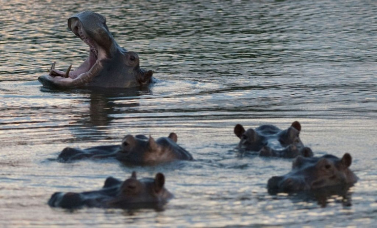 The hippopotamuses were left to roam Pablo Escobar's estate and continued breeding, to the point they are now believed to be the largest "bloat" outside Africa