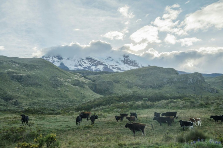 Cattle graze in the foothills of the Chimborazo volcano in Ecuador's central Andes in February 2019