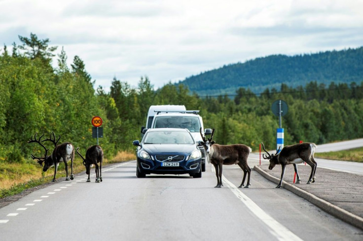 Changing weather patterns have affected the availability of food for reindeer