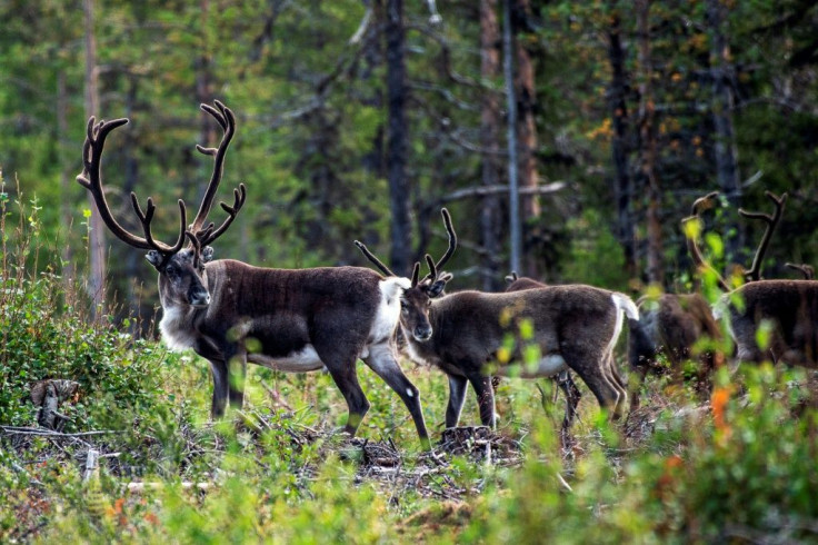 Unseasonably high temperatures cause the snow to thaw and freeze again when the cold returns, building up thicker layers of ice that prevent the reindeer from digging down through the snow