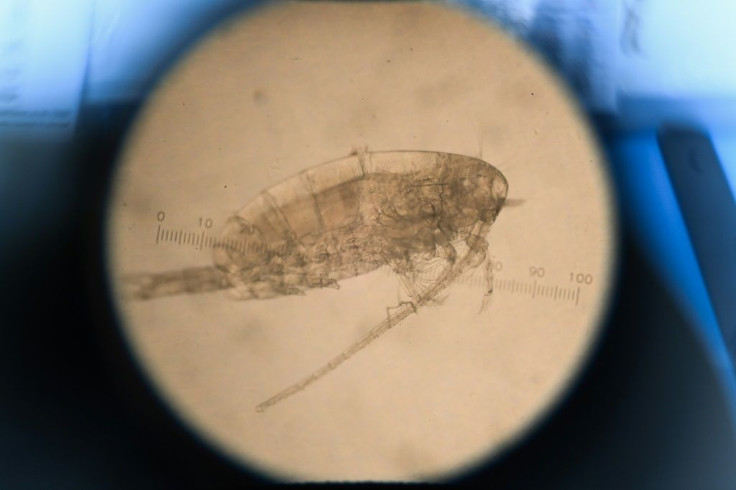 Plankton -- organisms carried on the tides -- are the foundation of the marine food web but also help produce much of the oxygen we breathe and are a crucial part of the global carbon cycle