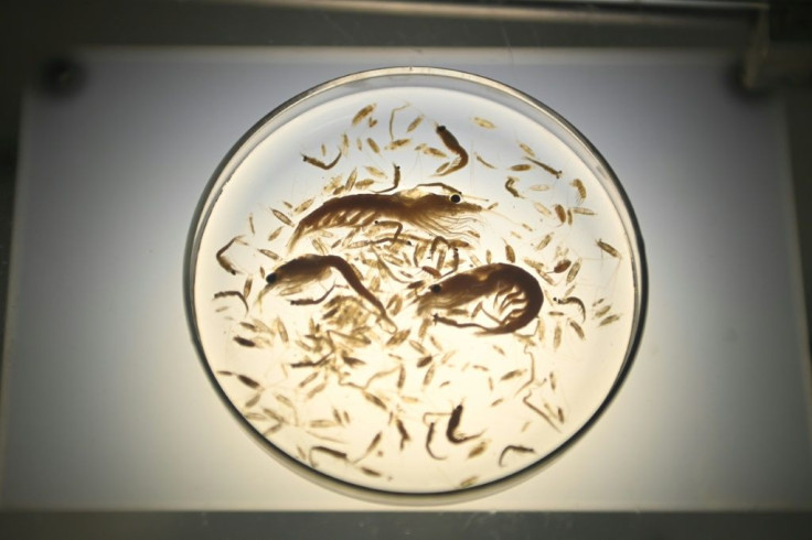 Zooplankton -- animals like krill and the larvae of fish, crabs and other marine creatures -- are one of the two main types of plankton, a catch-all term from the Greek for 'drifting'