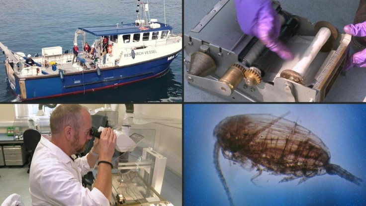 Drifting into trouble? The tiny ocean creatures with a global impact