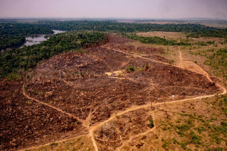 Deforestation and climate change could turn the Amazon's tropical forests into savannah