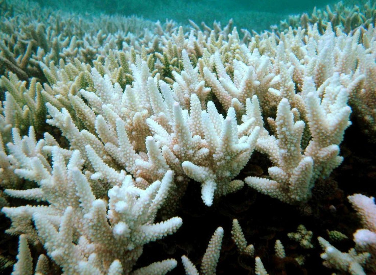 Tropical coral reefs are among the phenomena least resistant to global warming