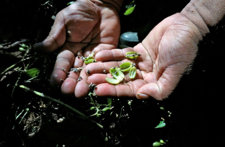 Cardamom affected by flooding