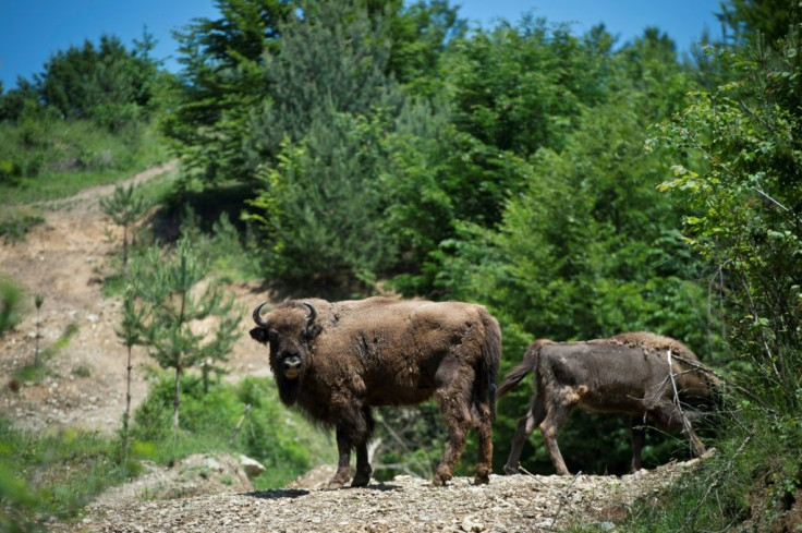 The bison had all but been driven out of Europe by hunting and the destruction of its habitats
