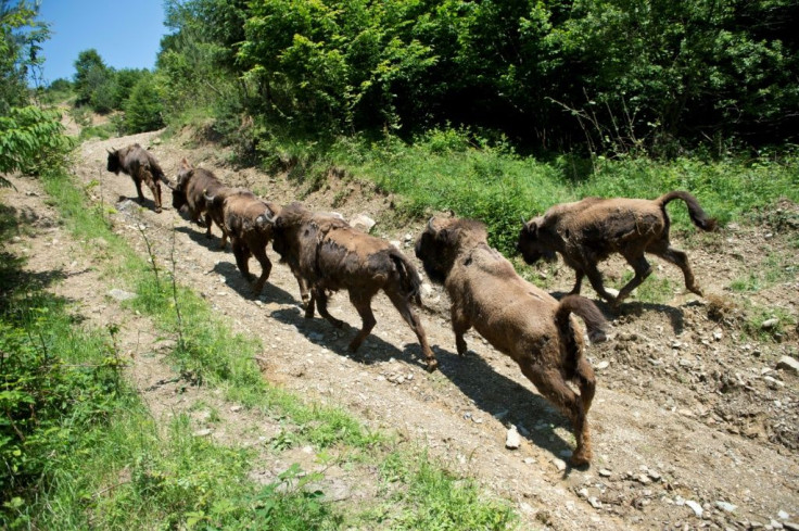 Nowadays, around 6,000 bison, Europe's largest mammal and a distant cousin of the American buffalo, can be found on the continent