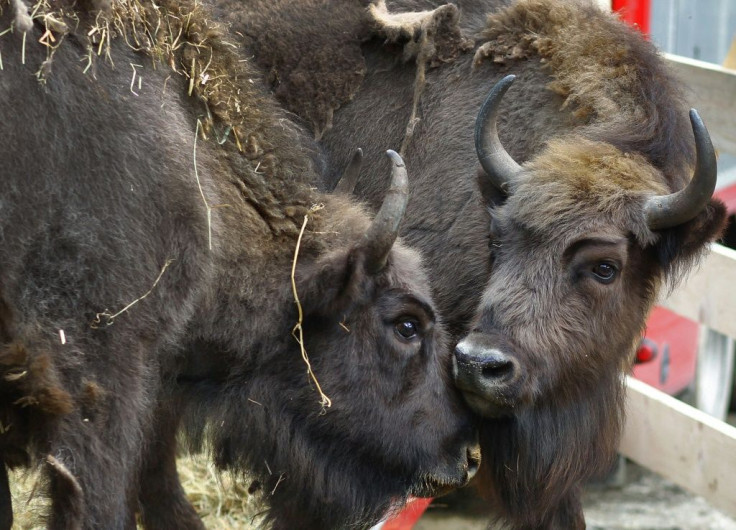 Their reappearance in Romania has brought back a key component of the region's ecosystem