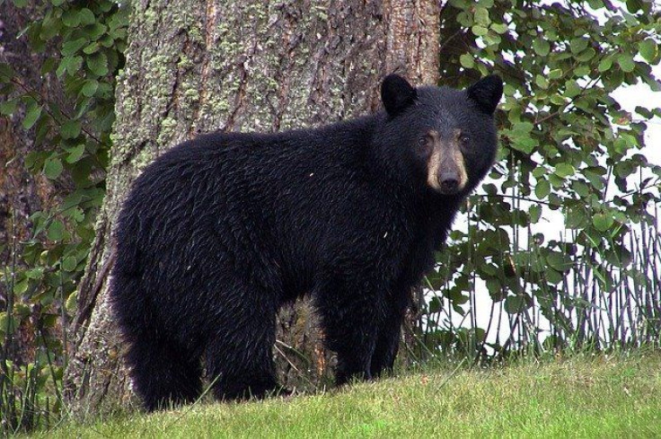 black-bear-g693f17925_640